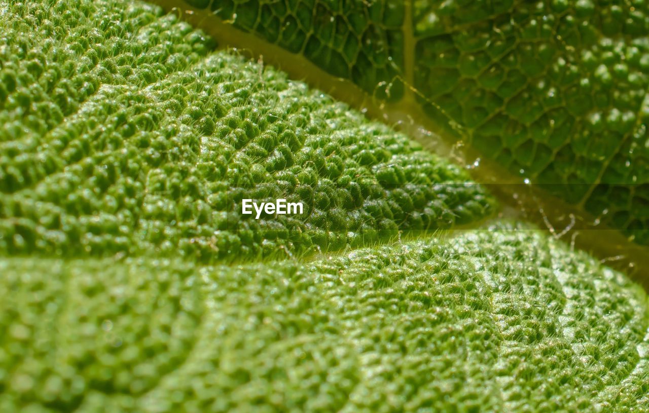 green, leaf, plant, plant part, no people, nature, close-up, growth, grass, backgrounds, full frame, beauty in nature, macro photography, lawn, flower, freshness, drop, water, selective focus, wet, day, outdoors, extreme close-up, textured, leaf vein, food and drink, macro