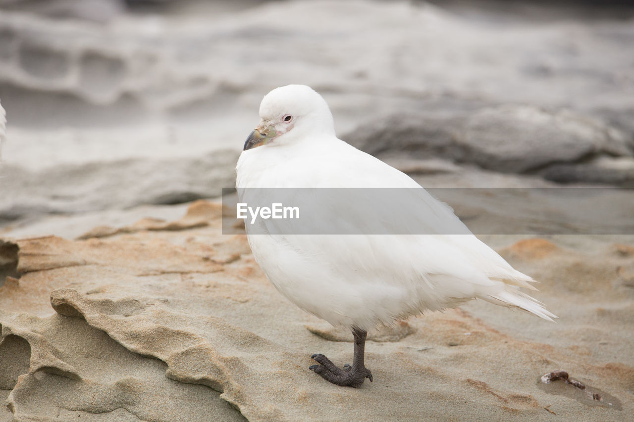 CLOSE-UP OF SEAGULL PERCHING ON A SAND