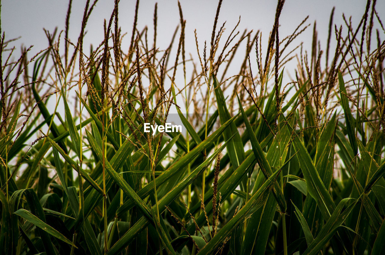 CLOSE-UP OF CROP GROWING ON FIELD