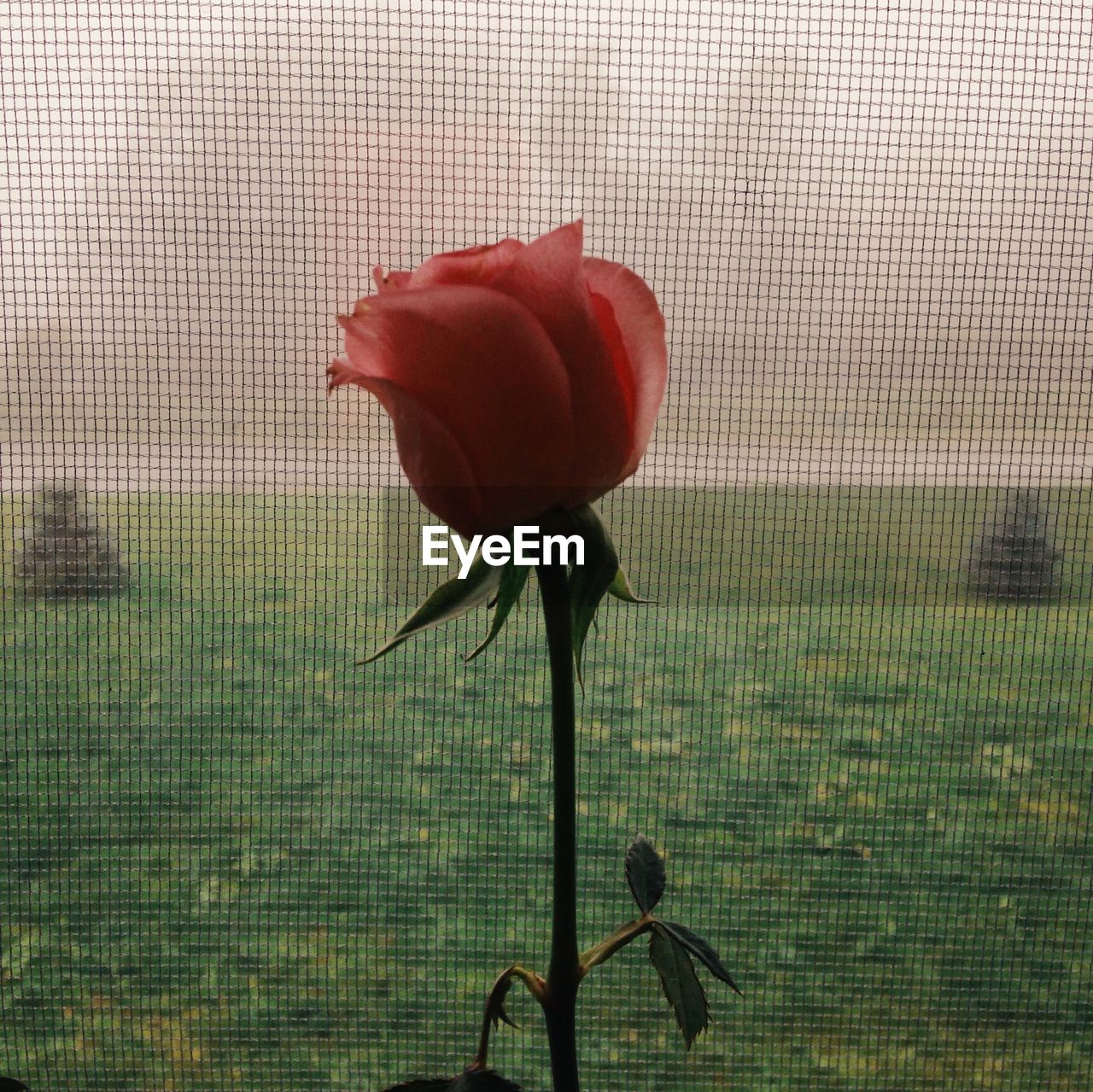 CLOSE-UP OF RED FLOWERS