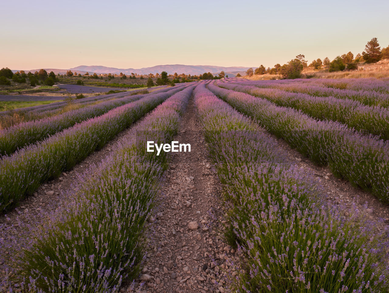 scenic view of field