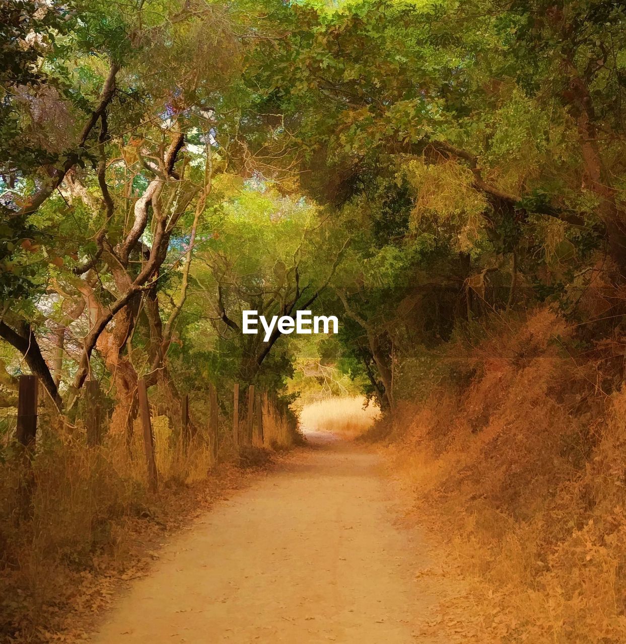 VIEW OF TREES IN FOREST