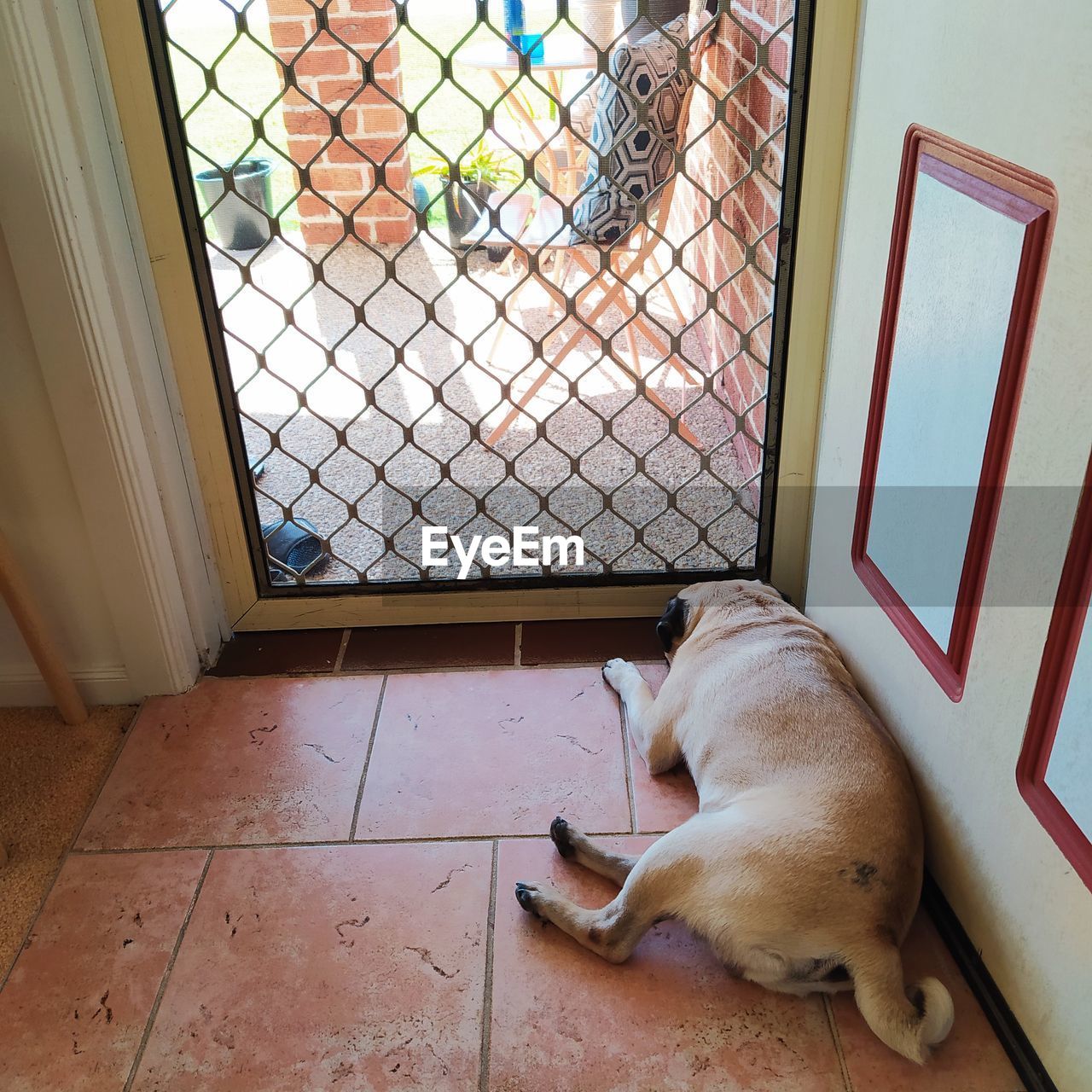 Dog sleeping in front of door