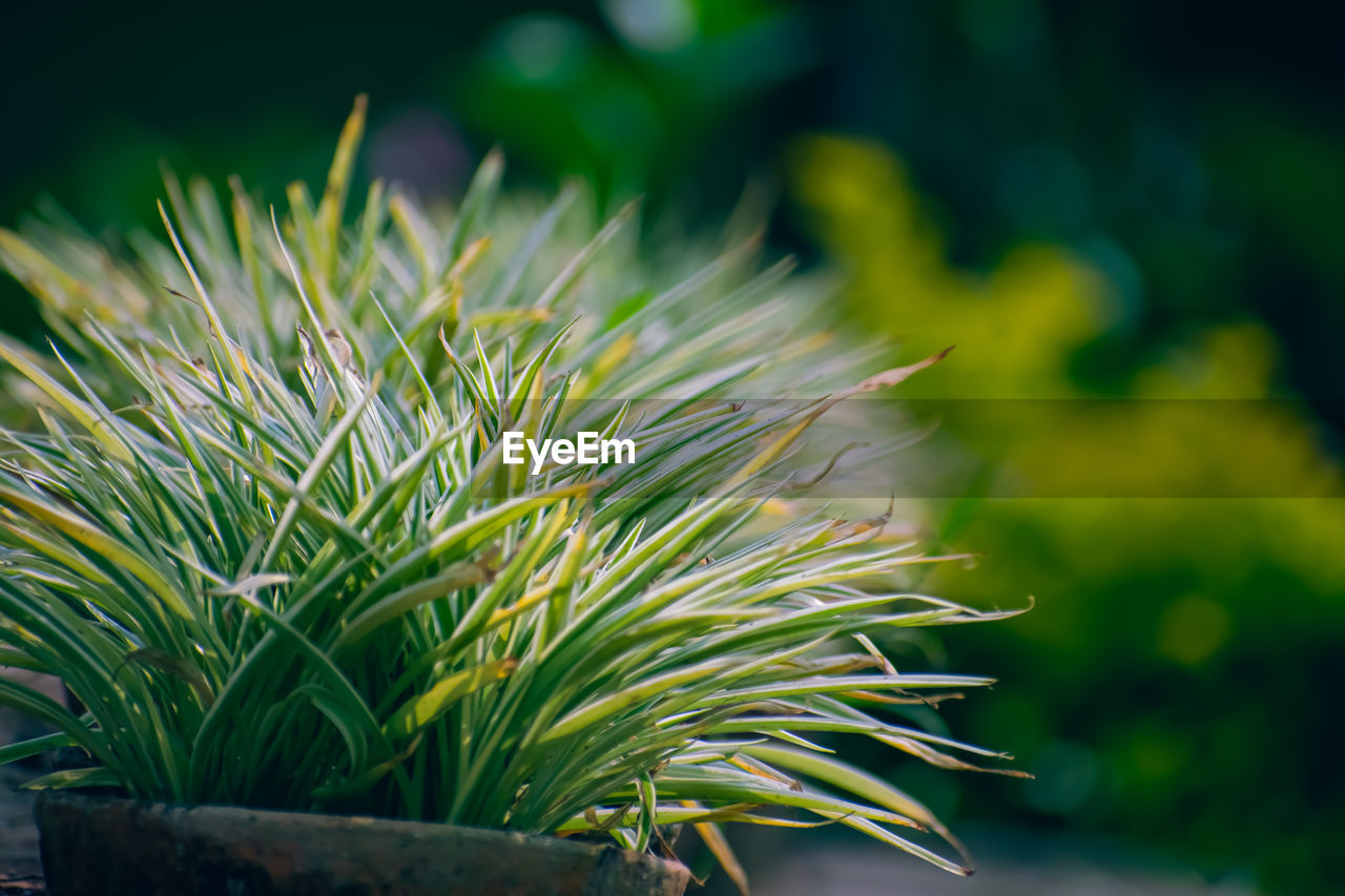 CLOSE-UP OF PINE TREE