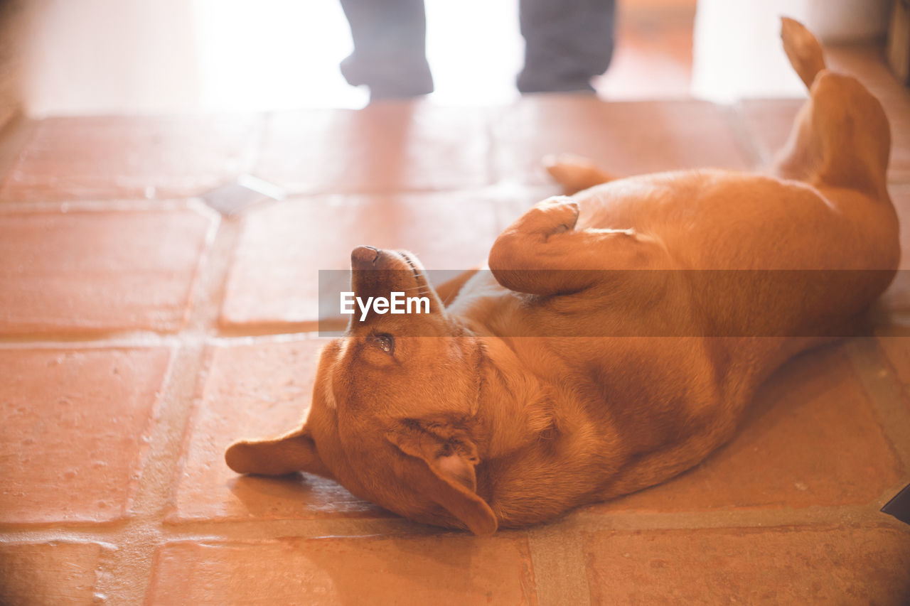 A dog lying down and looking up at its owner - frigiliana, a white city in andalusia, spain