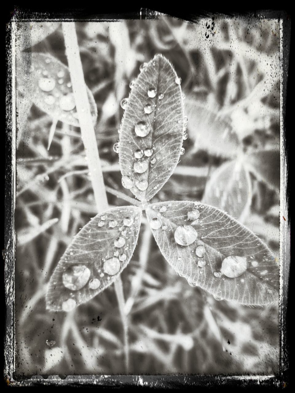 Close-up high angle view of water drops on leaves