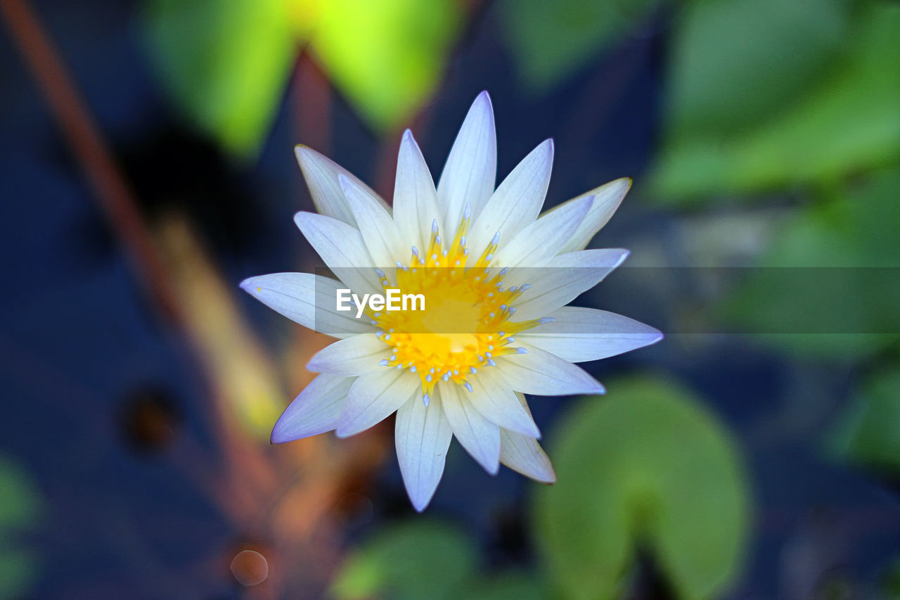 CLOSE-UP OF PURPLE FLOWER