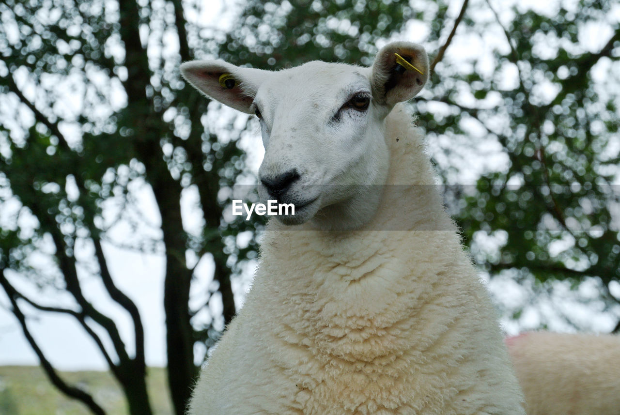 Close-up of a sheep looking to the side