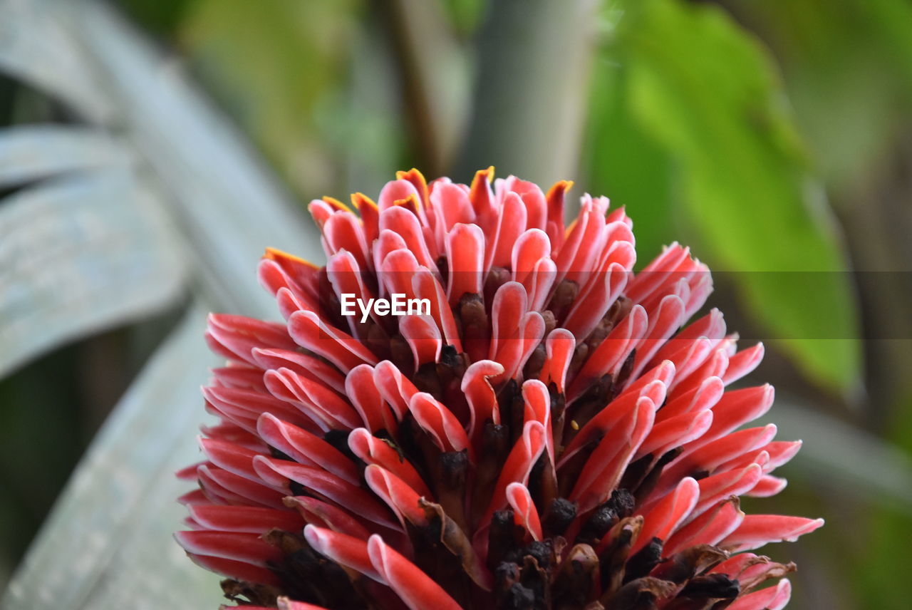 Close-up of pink flower