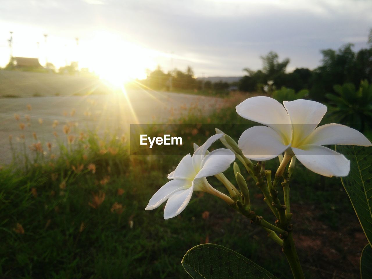 Close-up of white flowers blooming in field