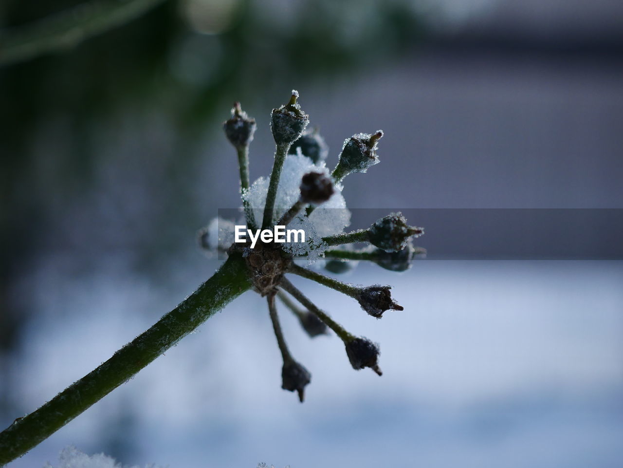 nature, macro photography, branch, close-up, winter, flower, plant, leaf, blossom, frost, focus on foreground, twig, no people, tree, green, beauty in nature, snow, spring, outdoors, plant stem, day, flowering plant, water, sky, fragility, freezing