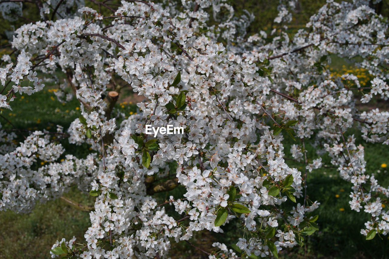 CLOSE-UP OF WHITE CHERRY BLOSSOMS