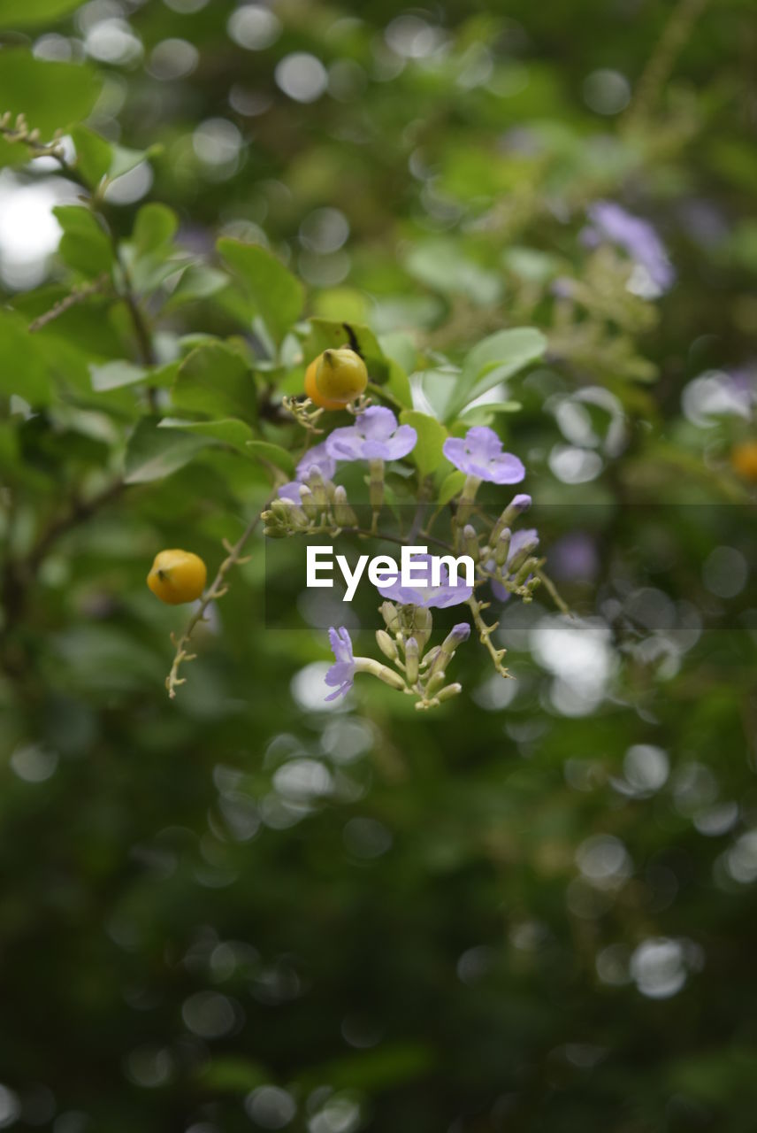 CLOSE-UP OF FLOWER BLOOMING OUTDOORS