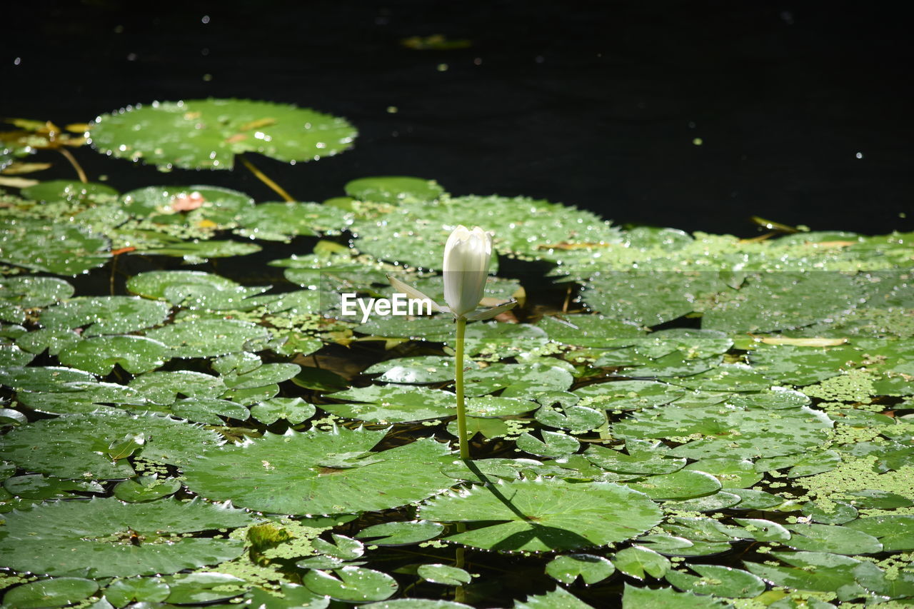 CLOSE-UP OF WATER LILY PADS FLOATING ON PLANTS