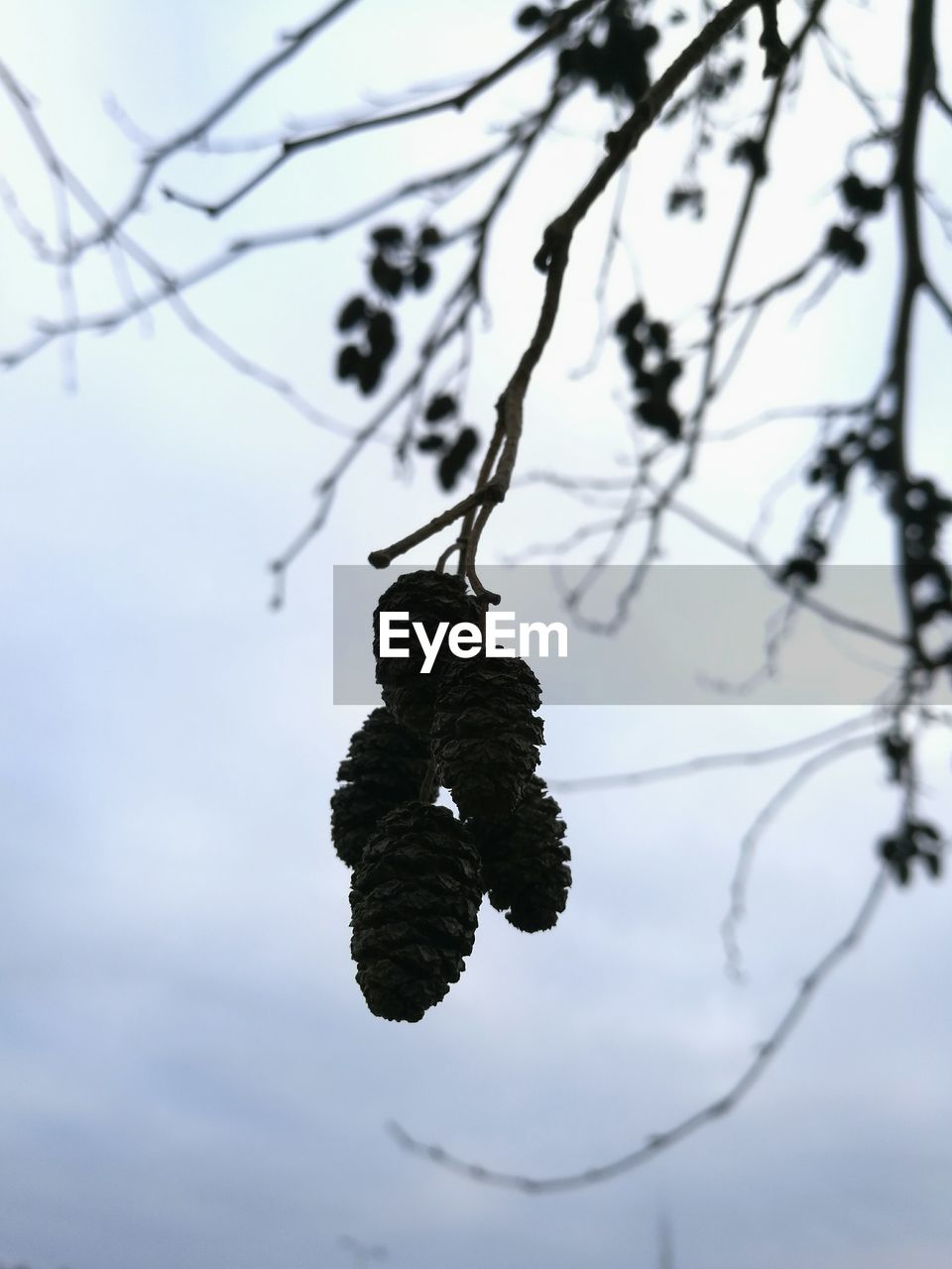 LOW ANGLE VIEW OF TREE AGAINST SKY