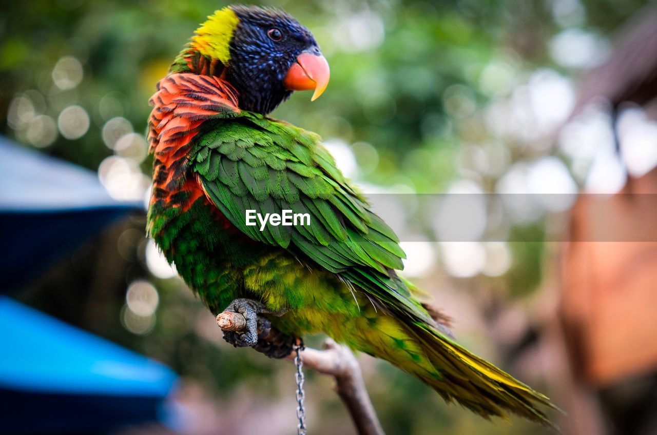 CLOSE-UP OF PARROT PERCHING ON BRANCH