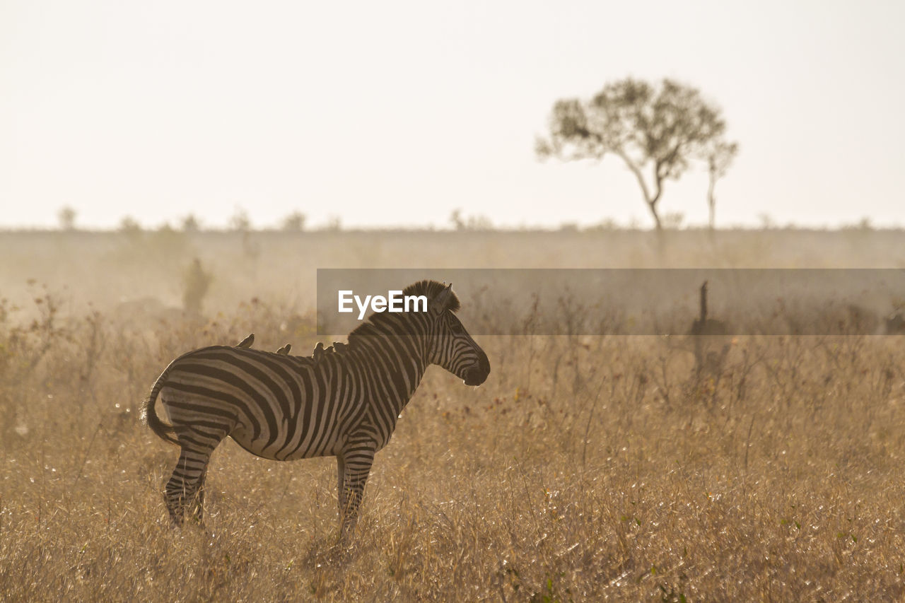 Zebra standing on land against clear sky at sunset