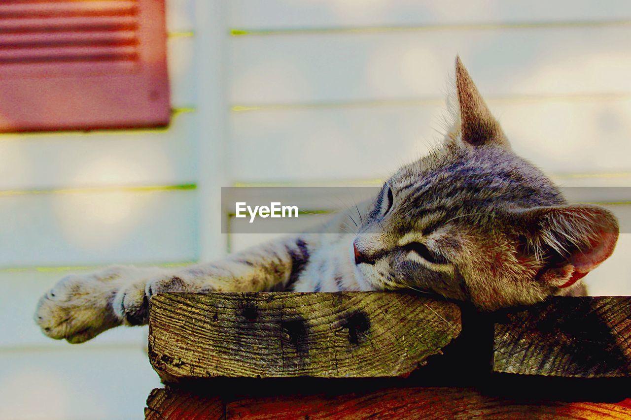 CLOSE-UP OF CAT RESTING ON FLOOR