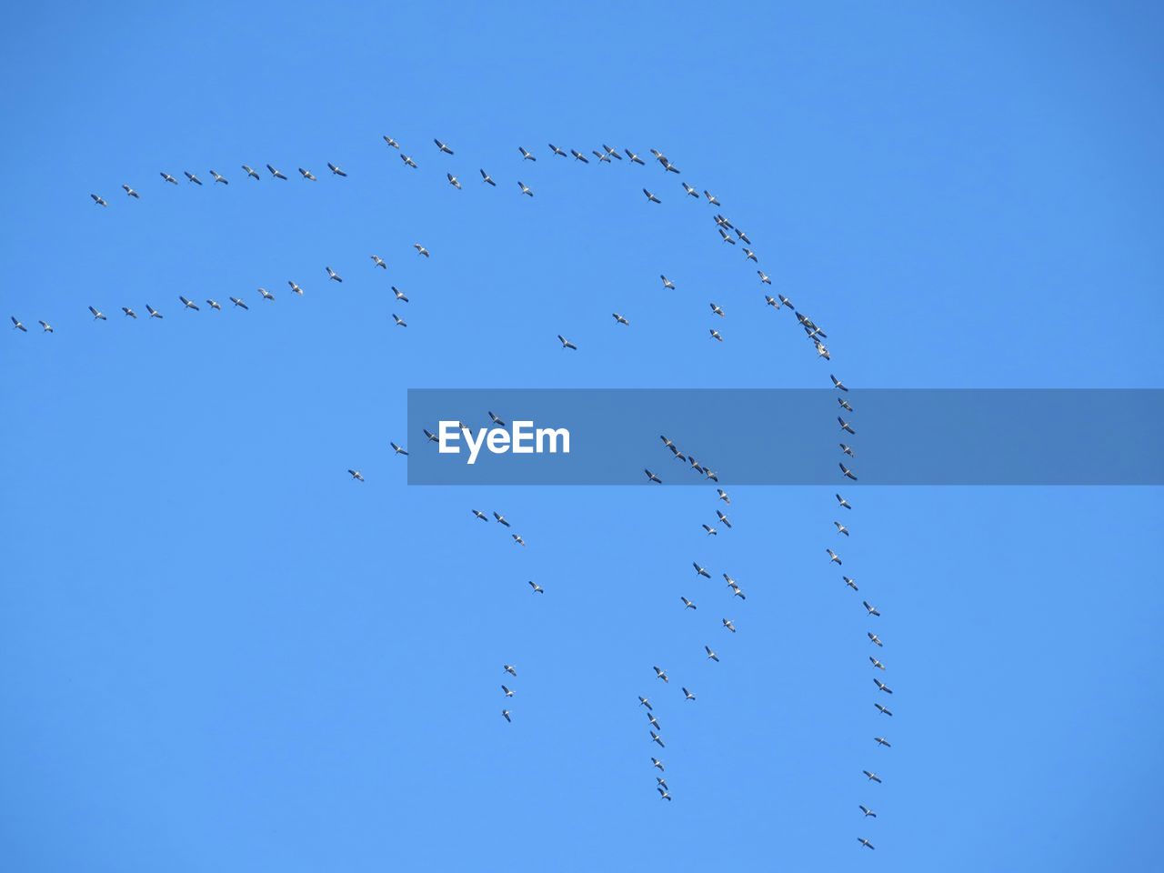 Flock of birds against blue sky