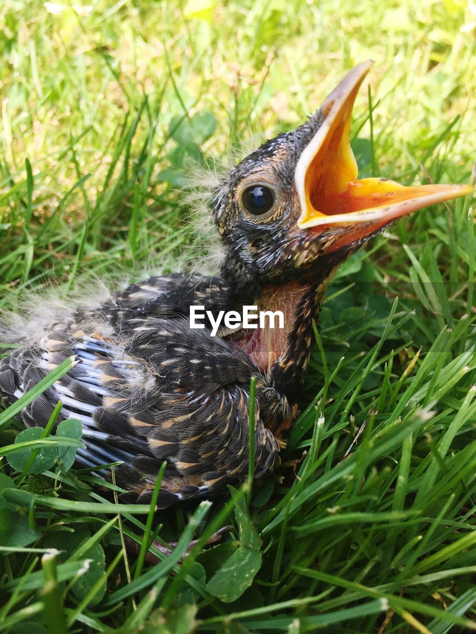CLOSE-UP OF BIRD IN FIELD