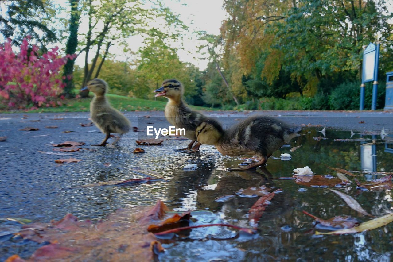 DUCKS IN A LAKE