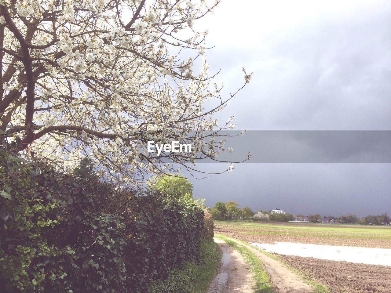 TREES ON FIELD AGAINST CLOUDY SKY