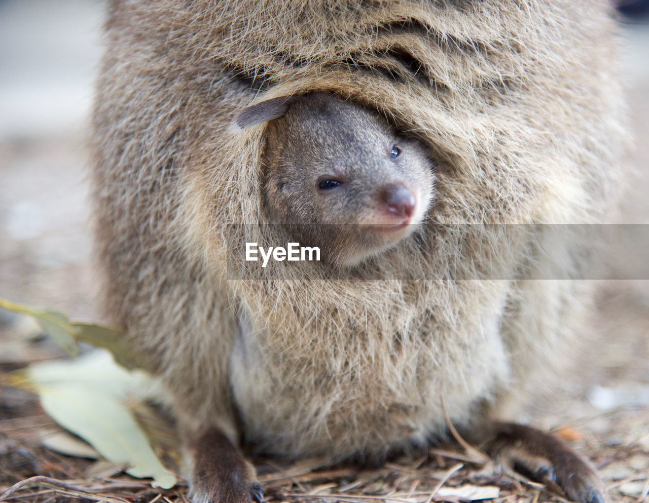 Close-up of kangaroo in mother's pouch