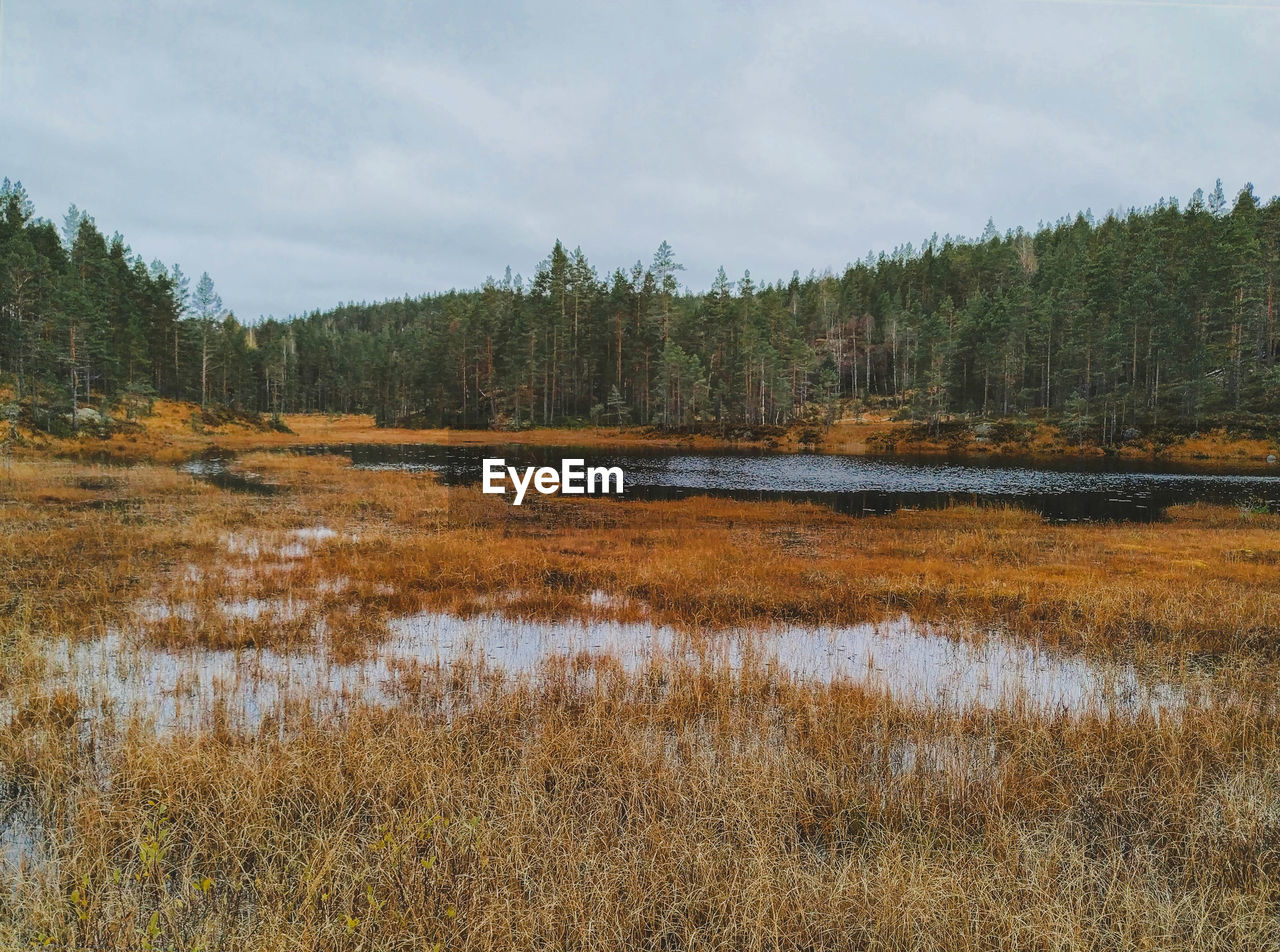 SCENIC VIEW OF LAKE IN FOREST