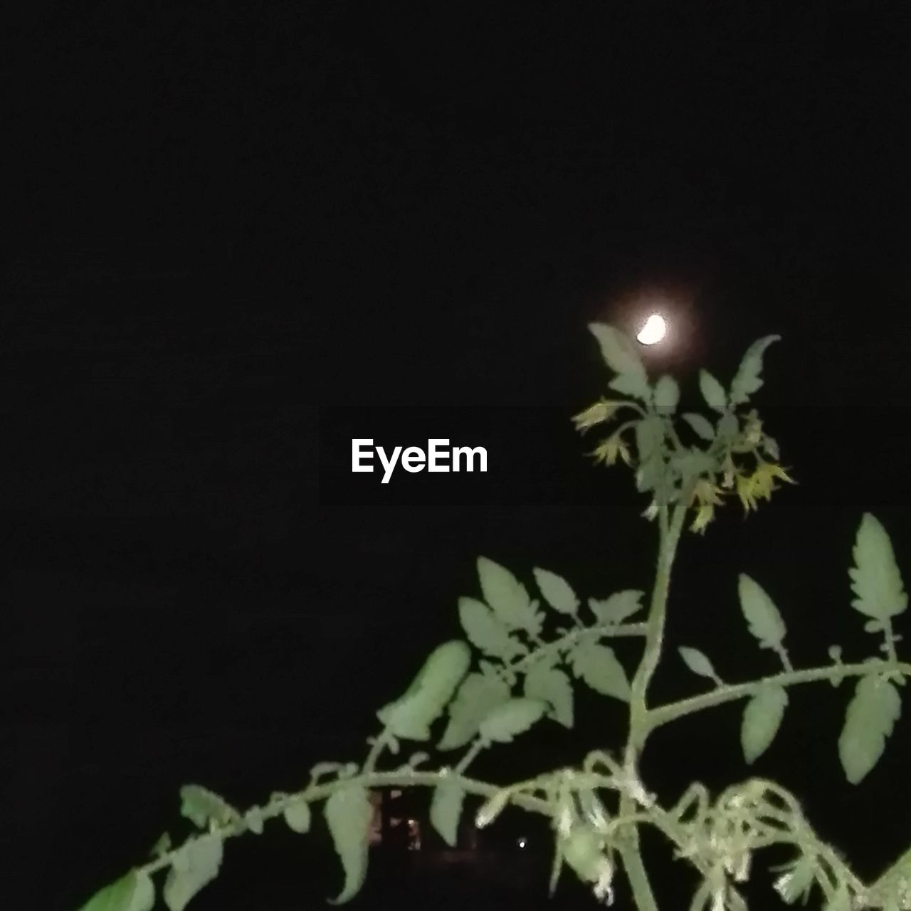 LOW ANGLE VIEW OF ILLUMINATED PLANT AGAINST DARK SKY