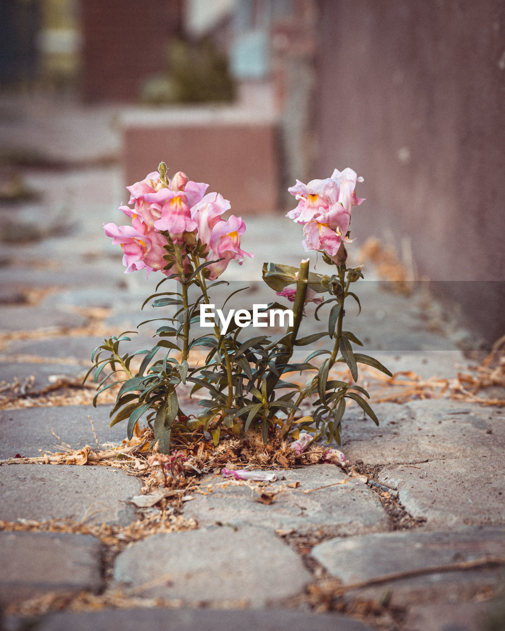 flower, flowering plant, plant, nature, spring, beauty in nature, pink, freshness, no people, leaf, fragility, city, selective focus, street, outdoors, close-up, day, autumn, blossom, architecture, footpath, red, springtime