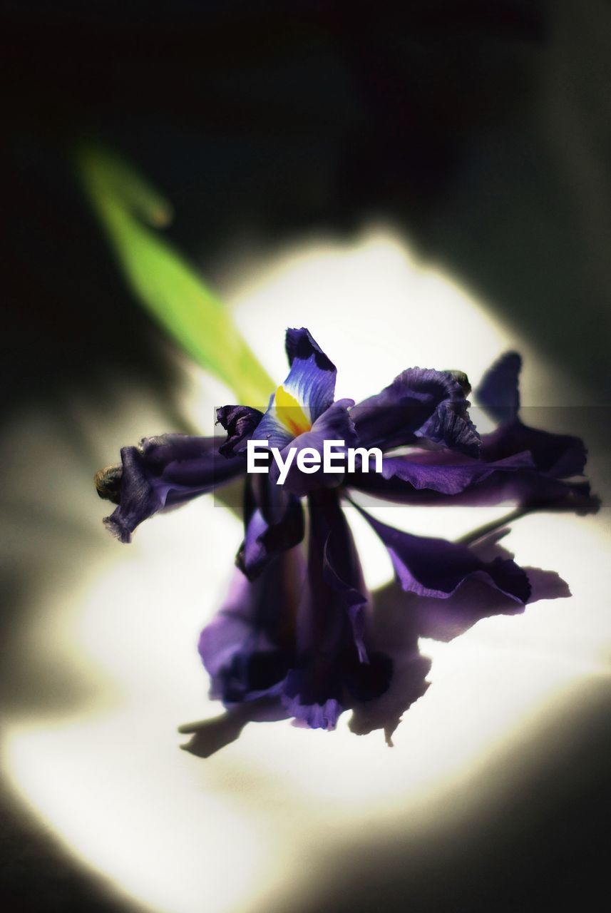 CLOSE-UP OF PURPLE IRIS FLOWER