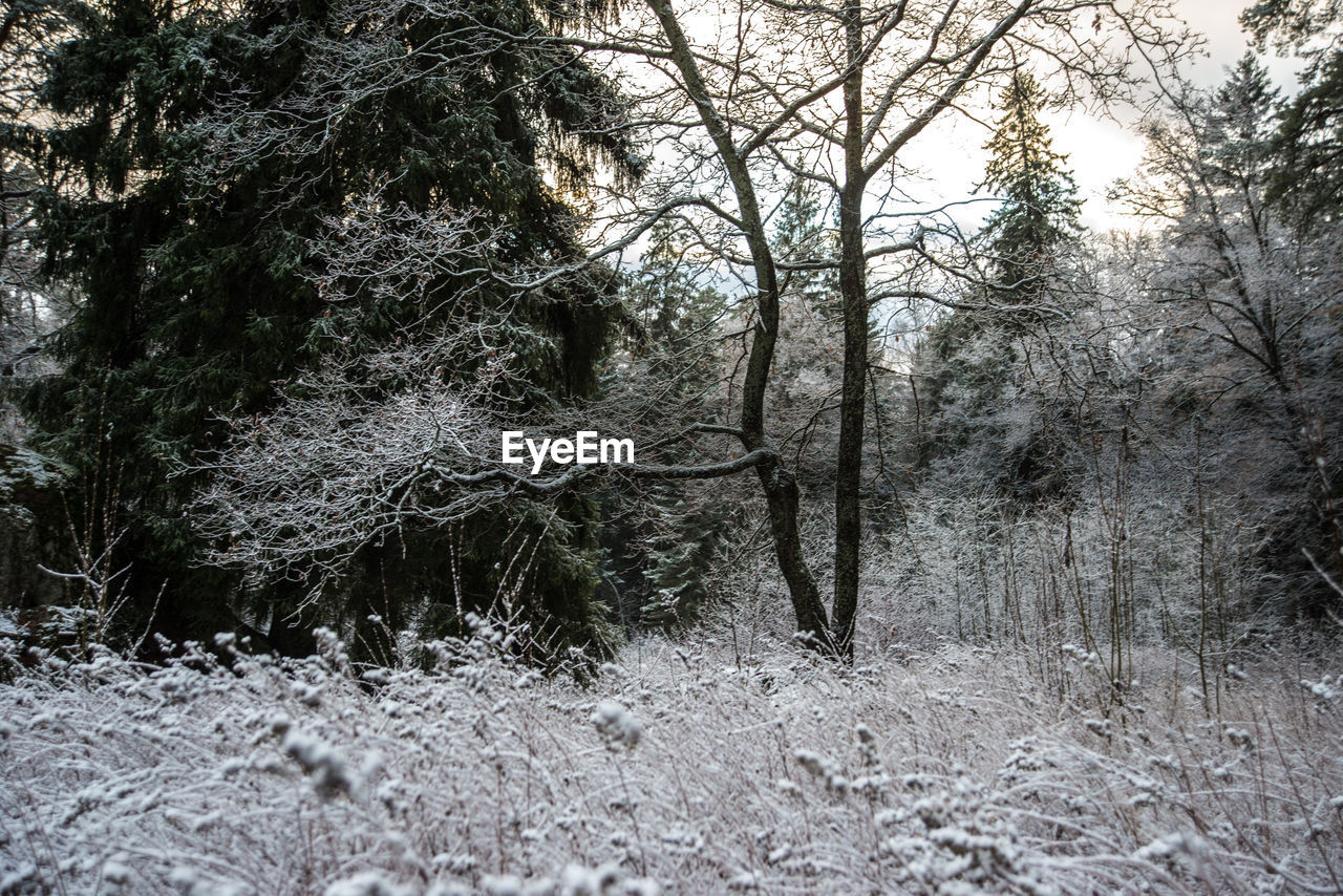 TREES GROWING IN FOREST