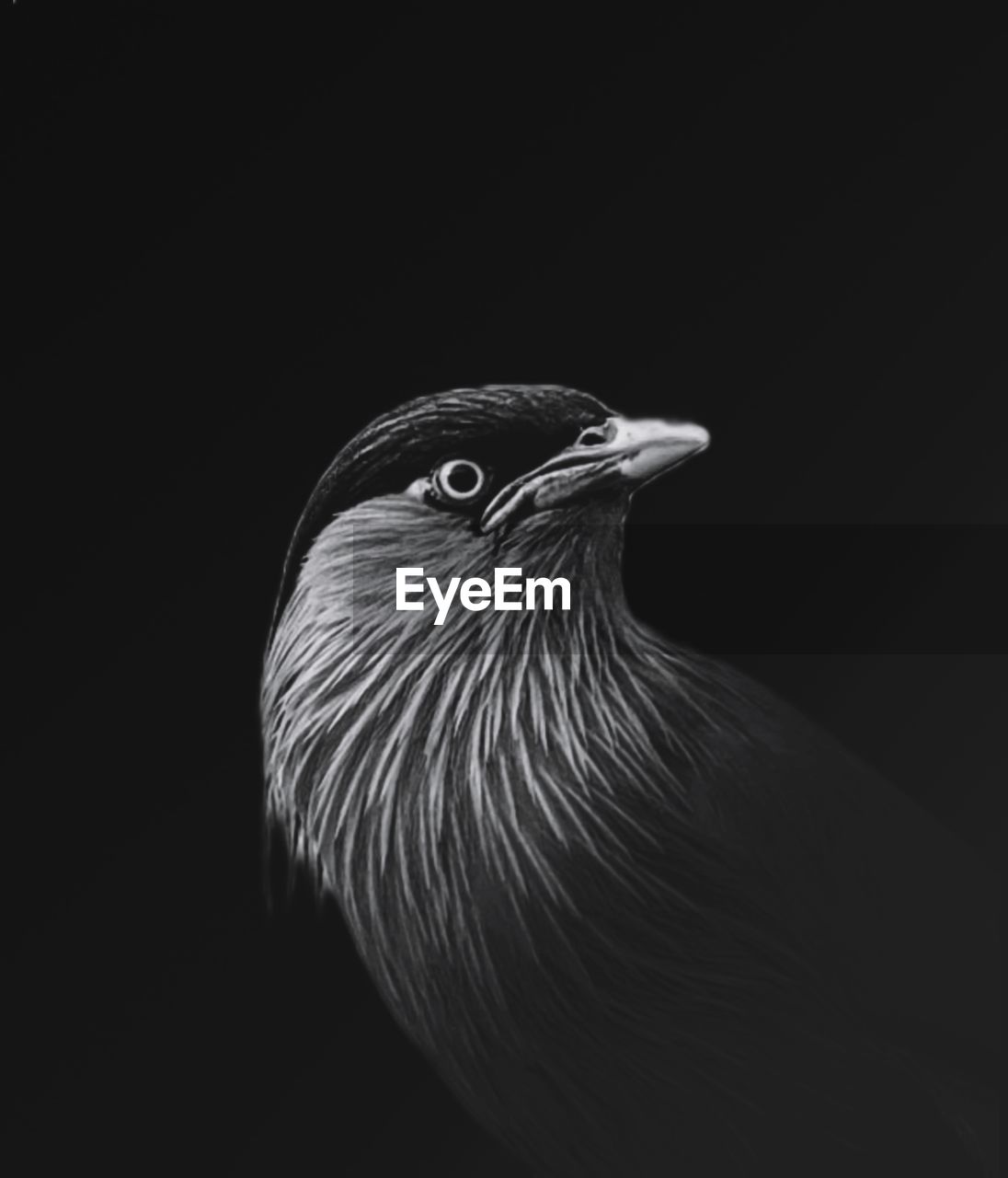 CLOSE-UP OF A BIRD OVER BLACK BACKGROUND