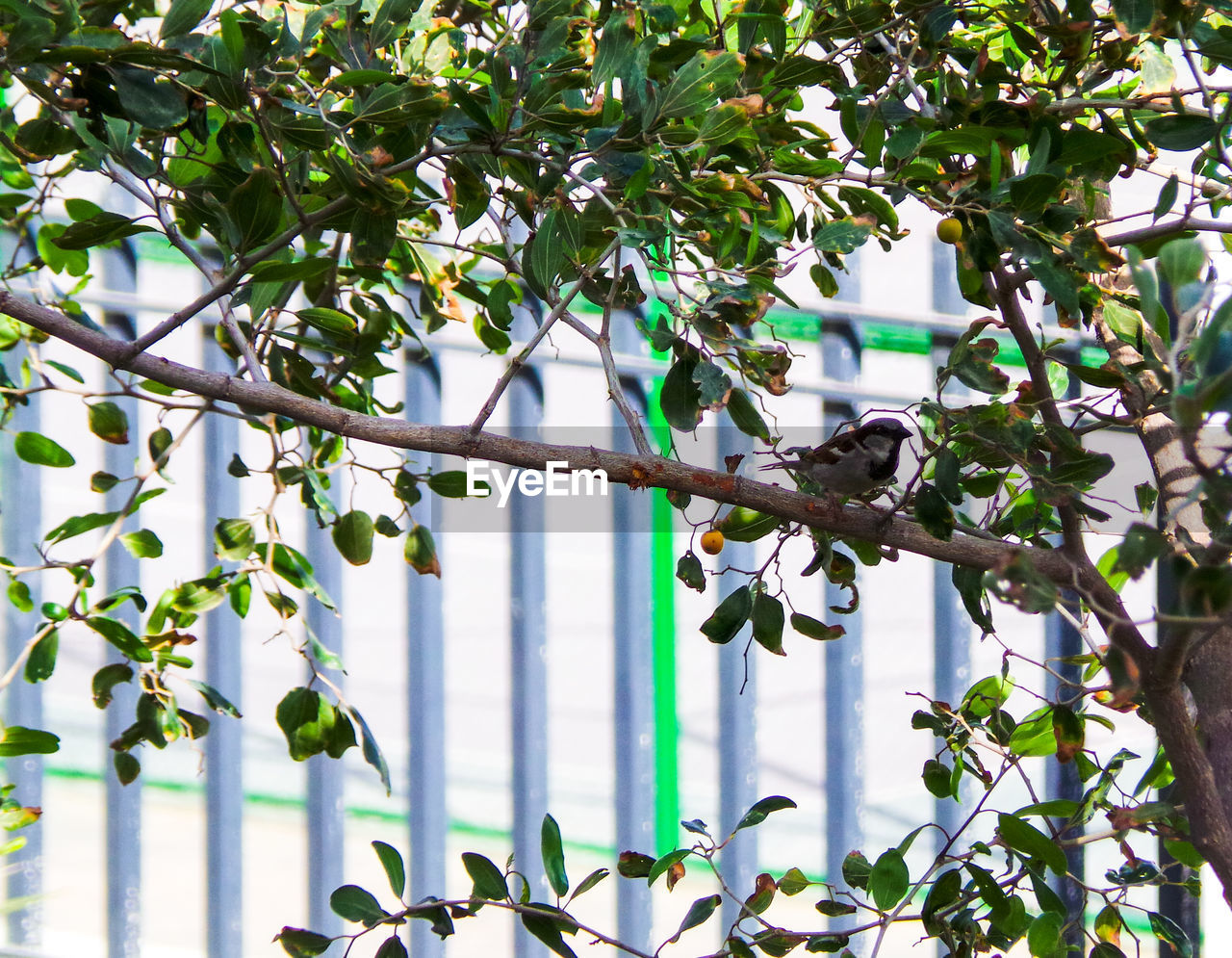 Sparrow in tree
