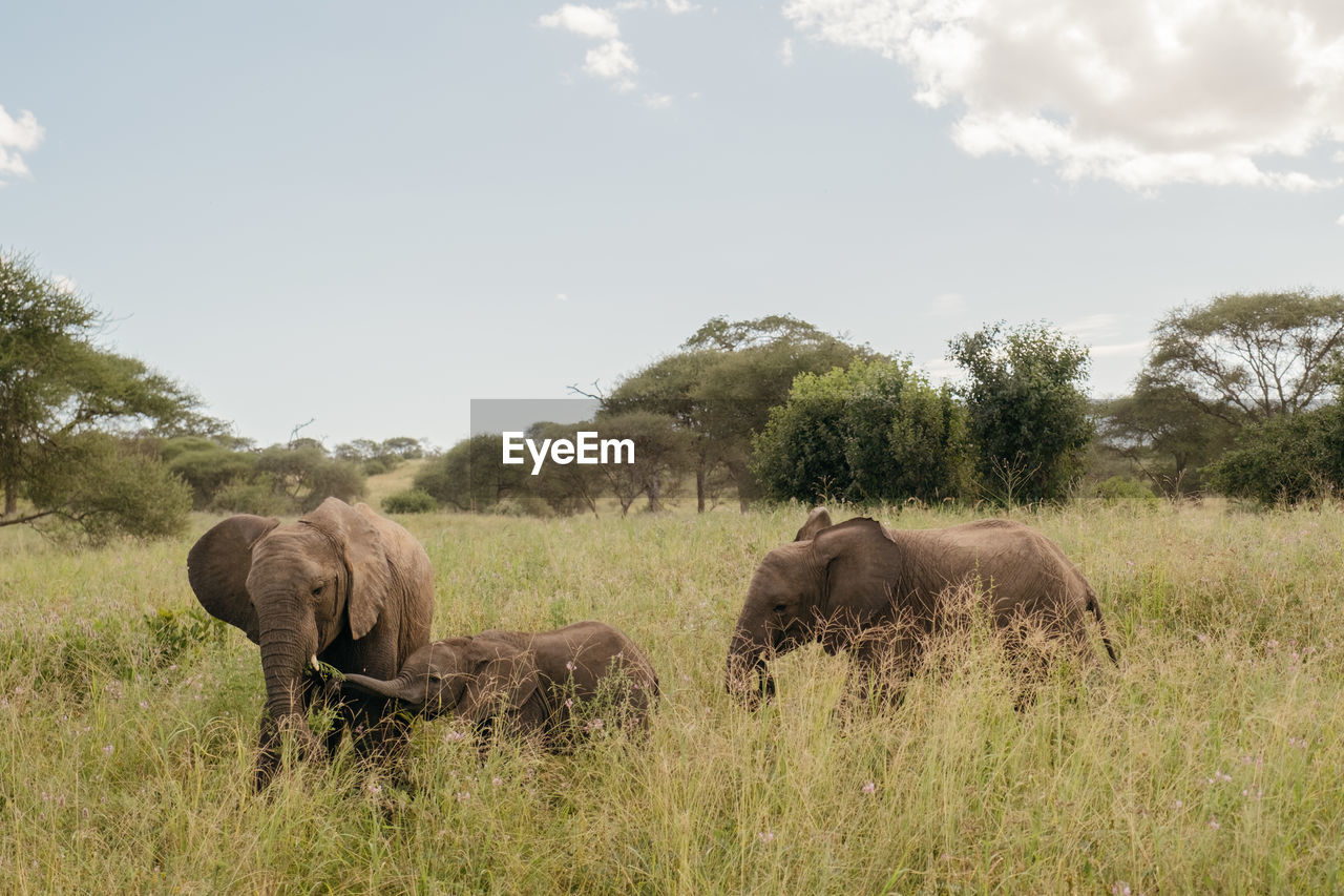 elephants on field against sky