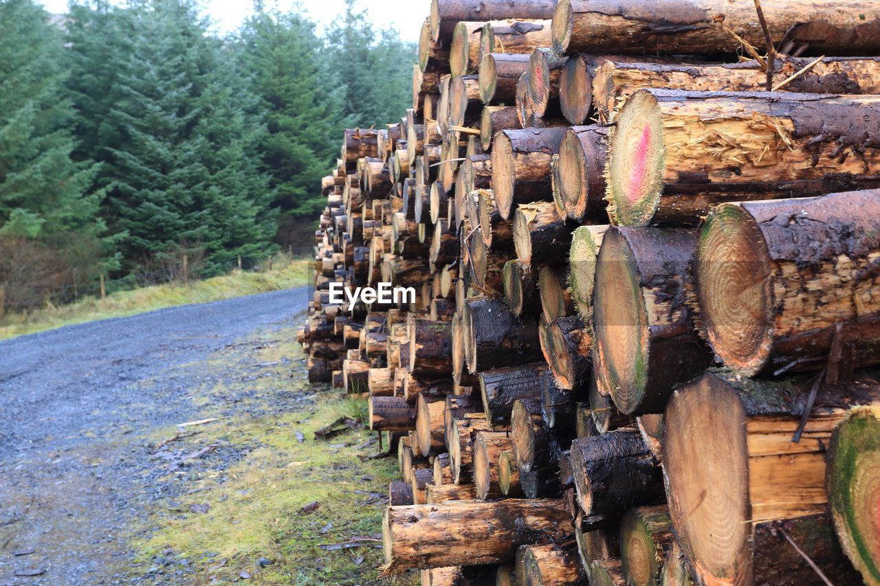 STACK OF LOGS ON TREE