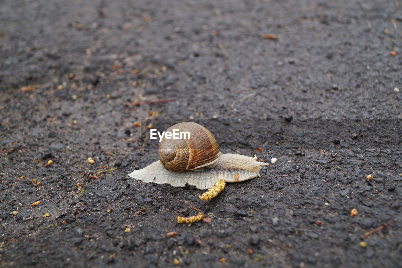 Close-up of snail on road