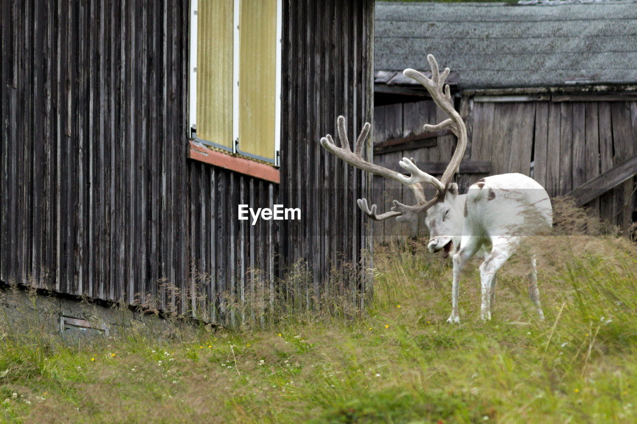 DEER ON A FIELD