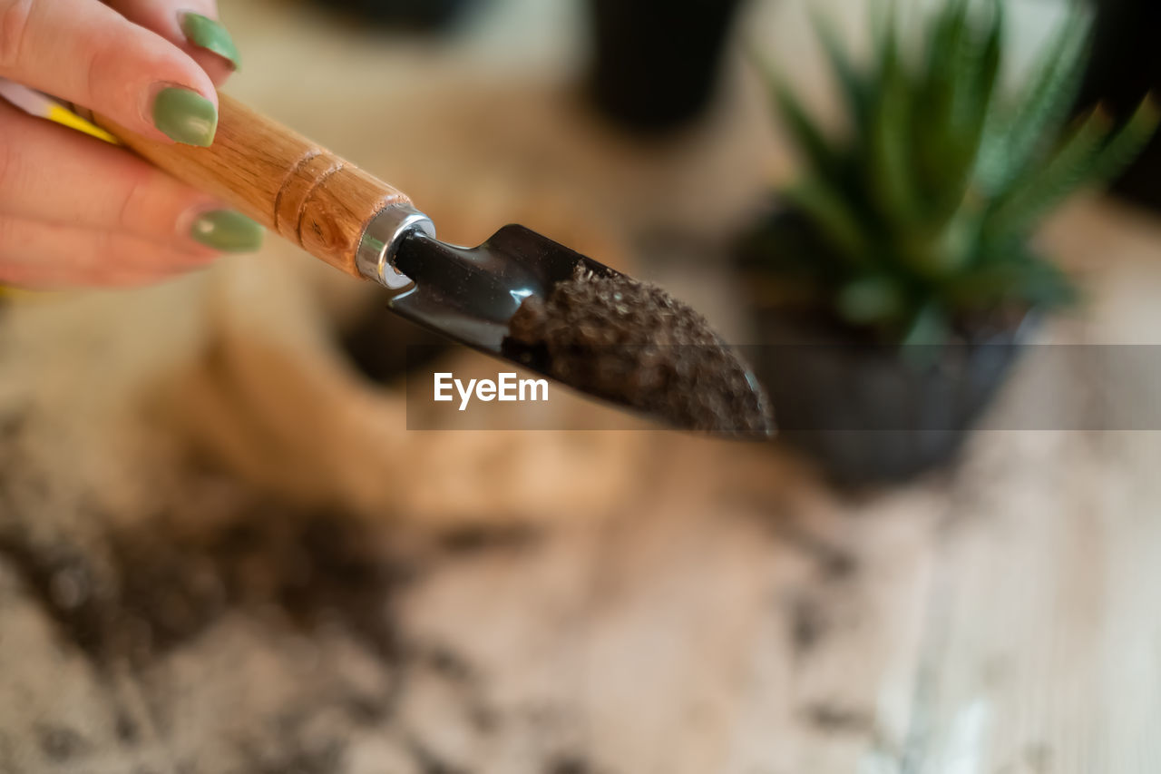 Transfer of plants to another pot, close-up of a gardener holding garden tools in his hand