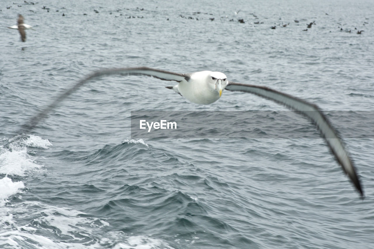 Close-up of seagull flying over sea