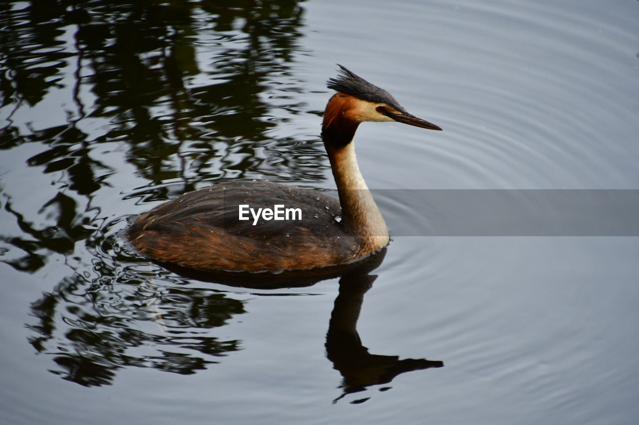 DUCK SWIMMING IN LAKE