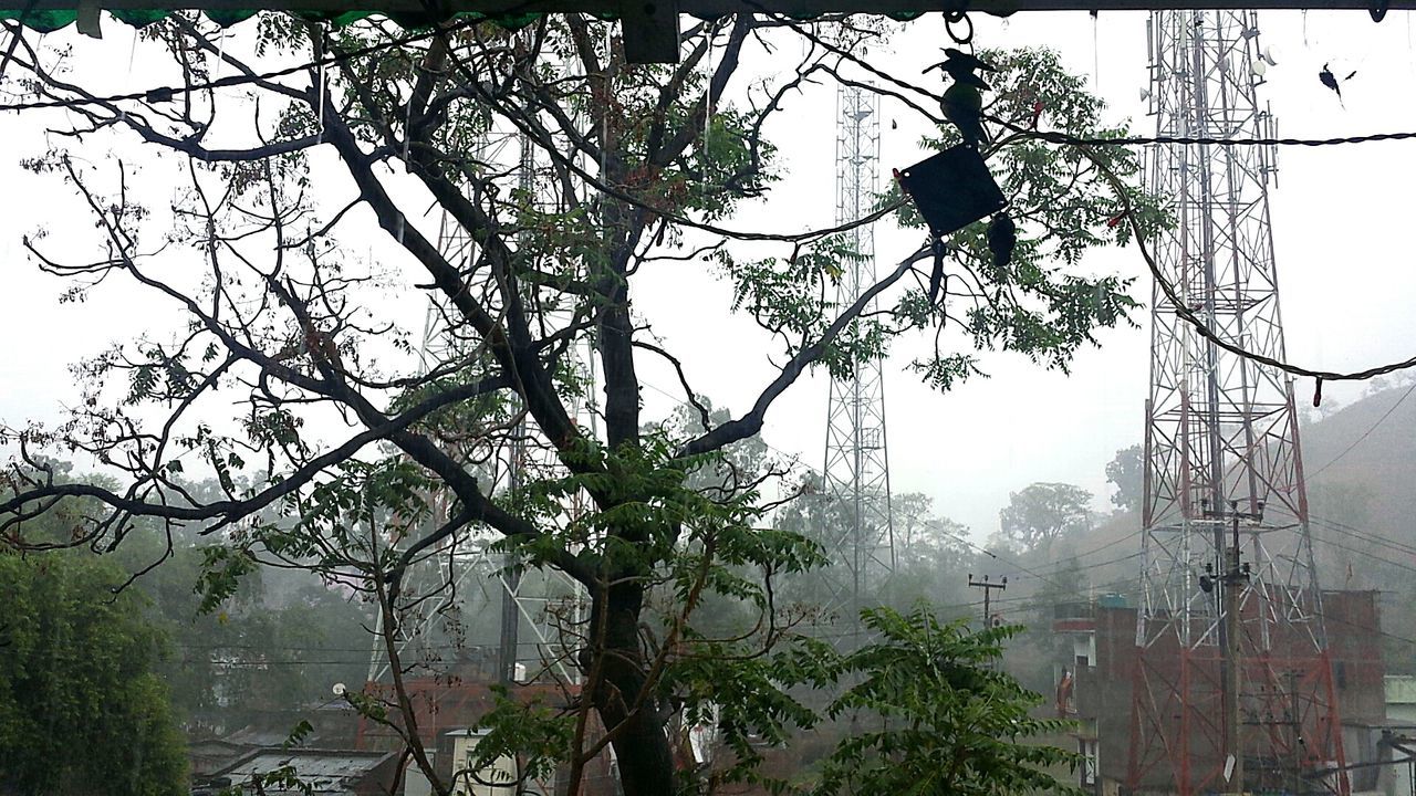 LOW ANGLE VIEW OF TREE