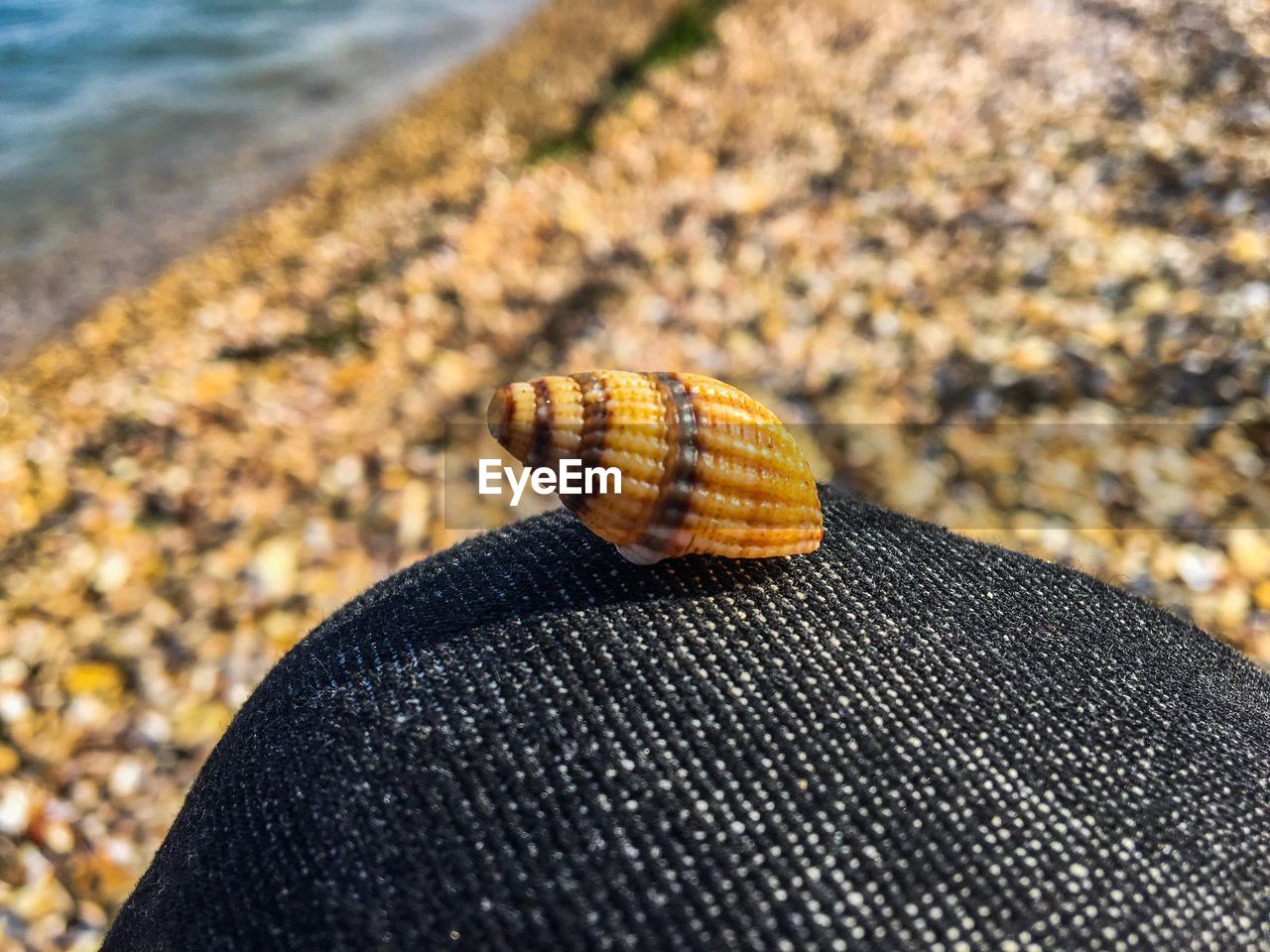 Cropped image of person with snail on thigh at beach