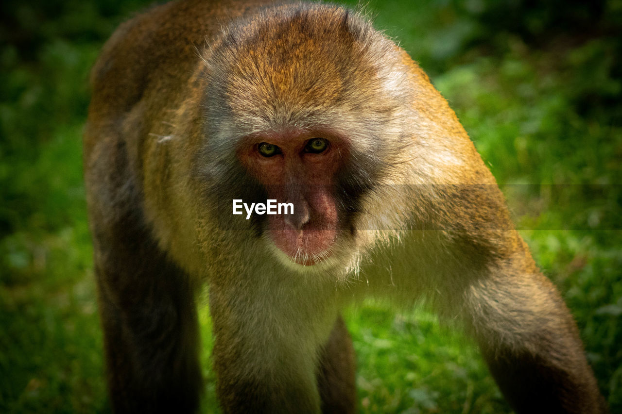 Close-up portrait of makaken 