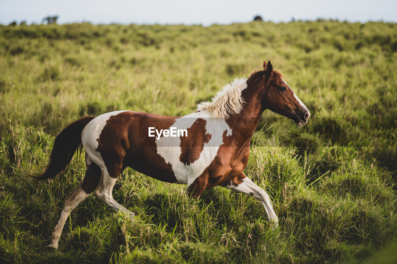 Brown and white spotted horse running through green grassy field