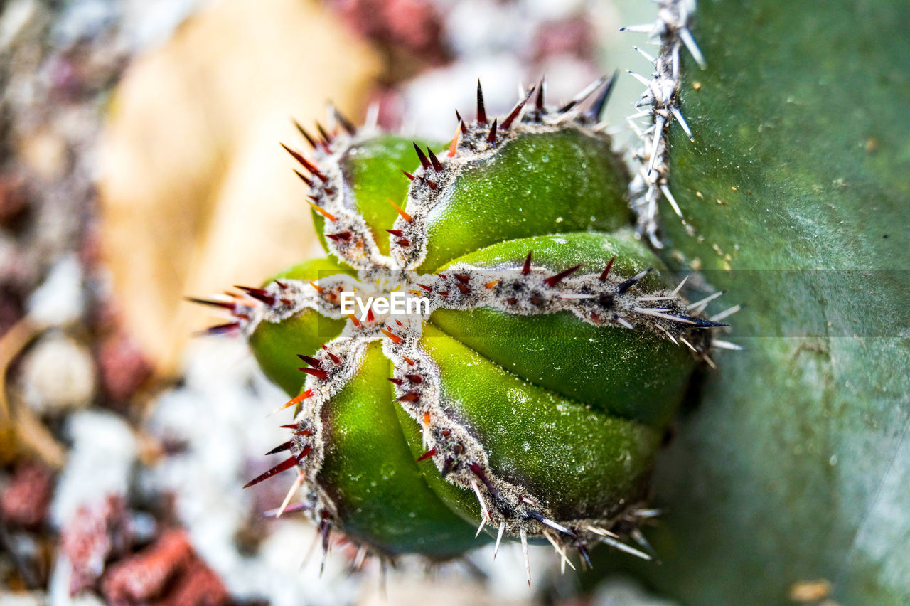 Close-up of frosted cactus