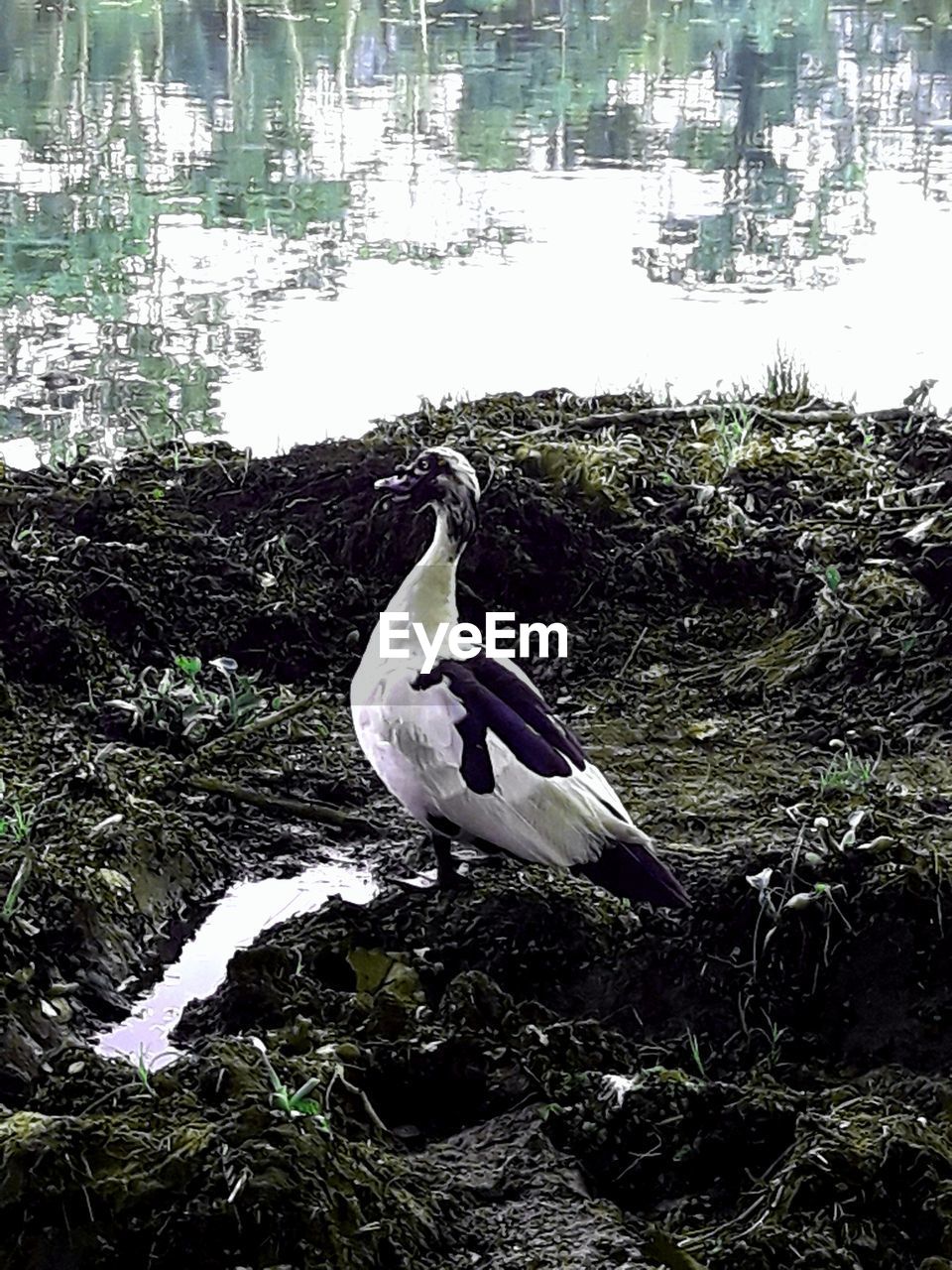 WHITE BIRD PERCHING ON A LAKE