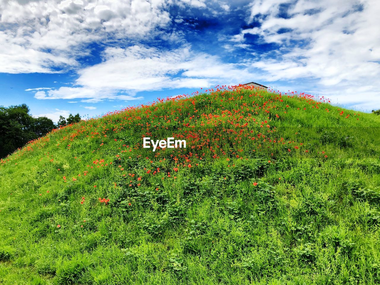 SCENIC VIEW OF GRASSY FIELD AGAINST CLOUDY SKY