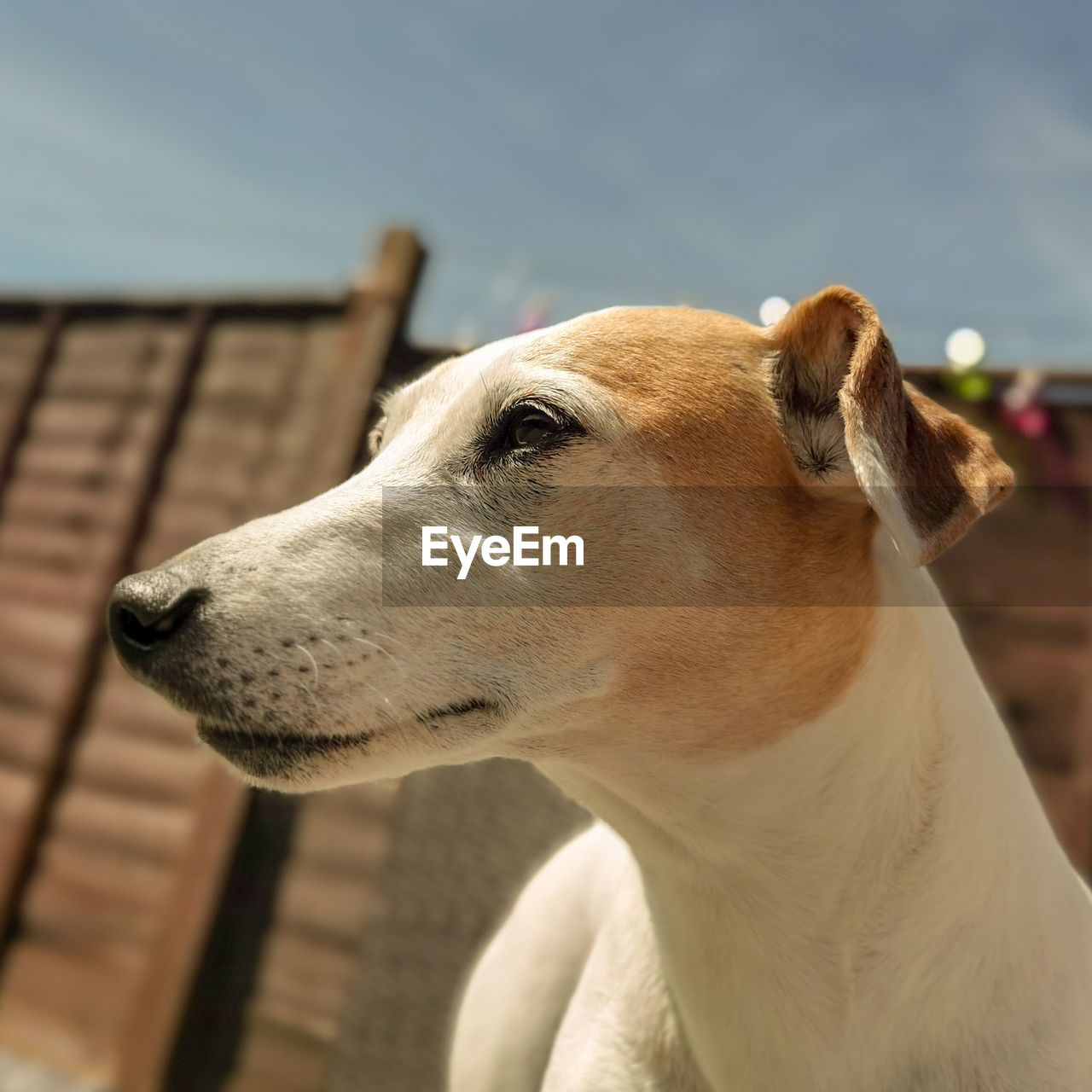 Close-up of a dog looking away