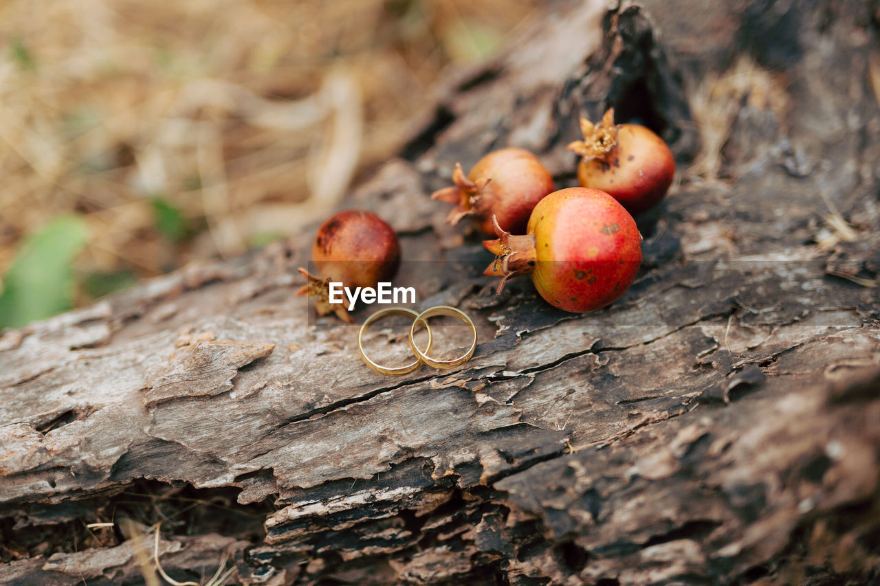 CLOSE-UP OF FRUITS GROWING ON TREE